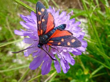 Un papillon sur une scabieuse