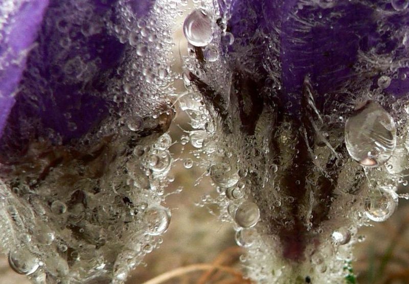 Un rognon glacÃ©