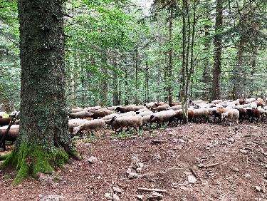 un troupeau dans le bois