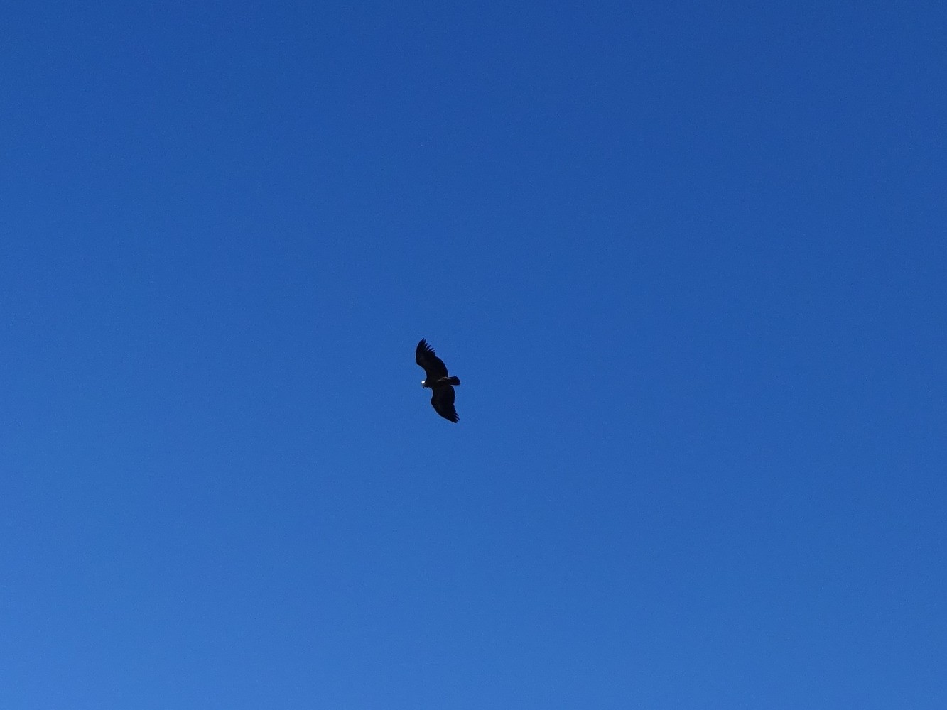 Un vautour vu du sommet du roc de l'Aigle