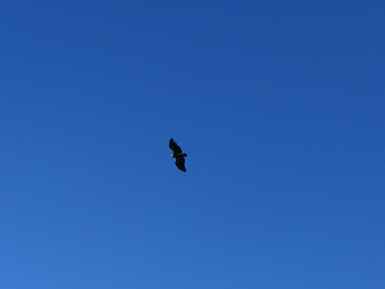 Un vautour vu du sommet du roc de l'Aigle