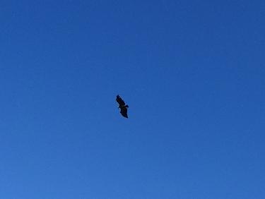 Un vautour vu du sommet du roc de l&apos;Aigle