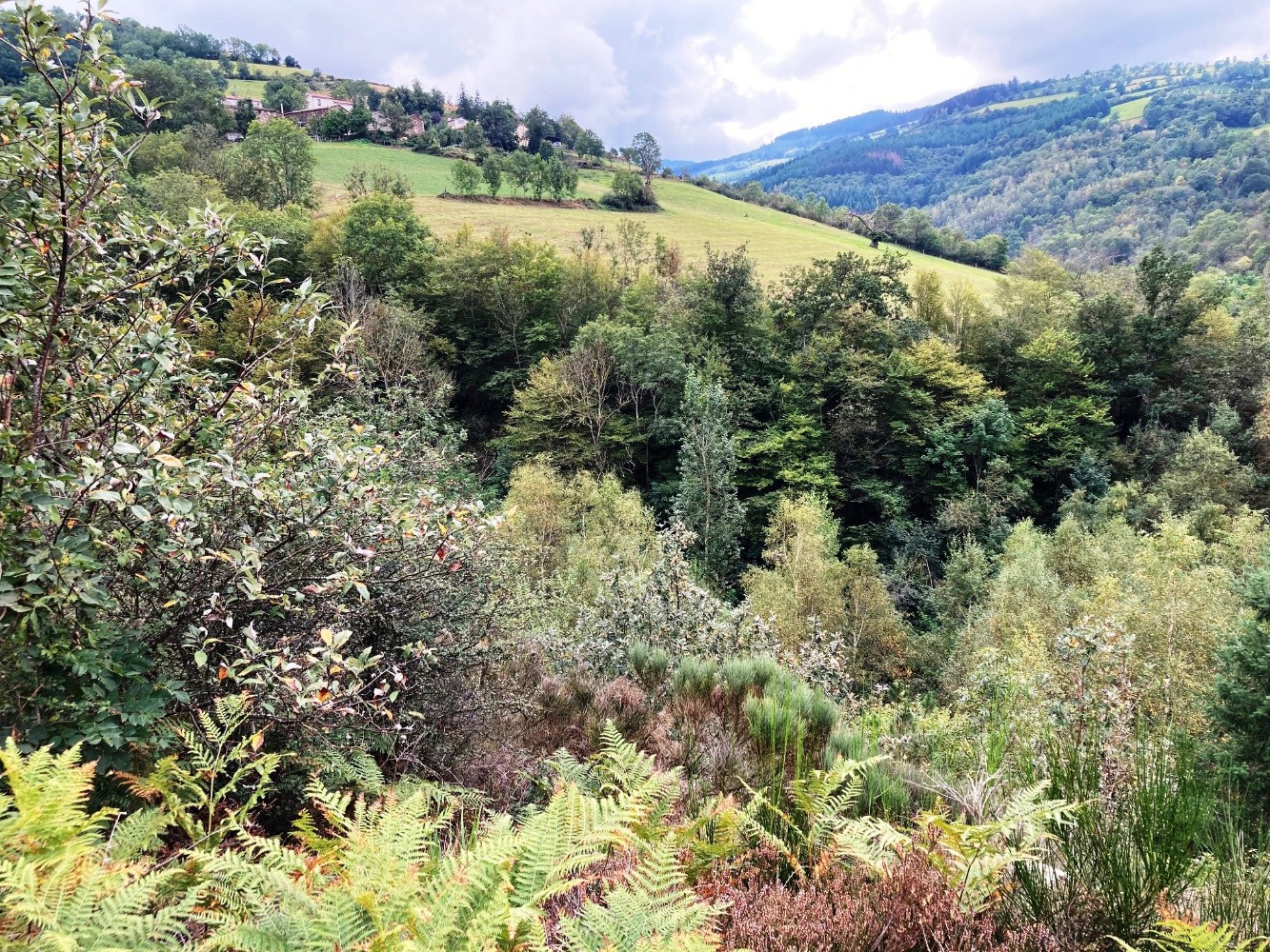 une forÃªt touffue a colonisÃ© l'ancien lac du Piney