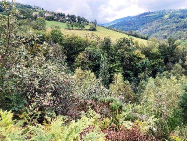 une forÃªt touffue a colonisÃ© l&apos;ancien lac du Piney