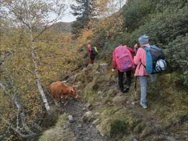 Une génisse fait barrage 