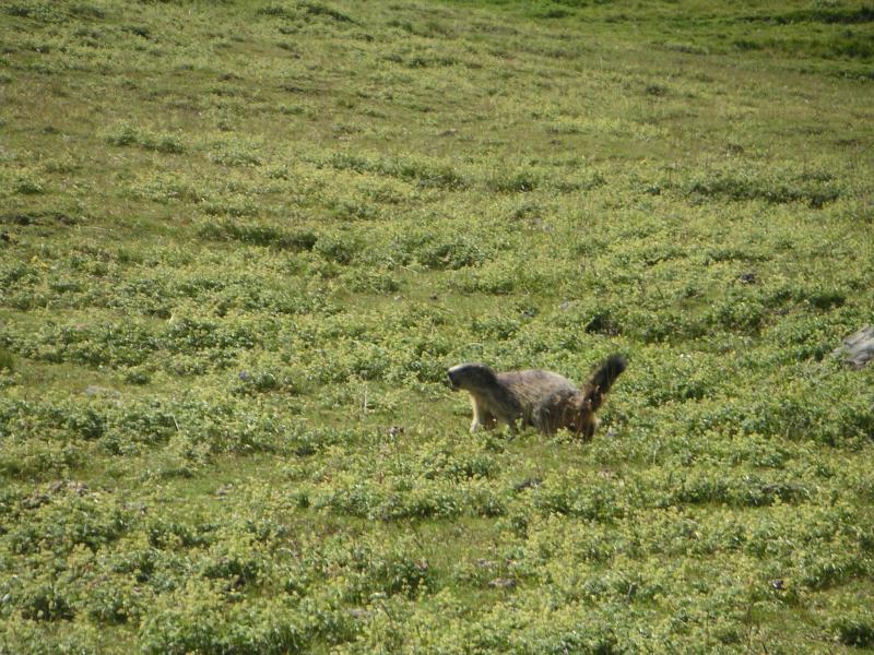 une des nombreuses marmottes..