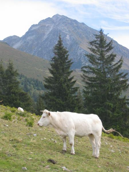 Vache mystère 2