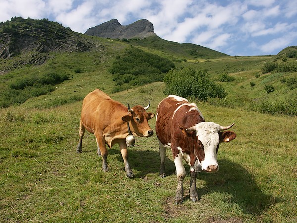 Vaches