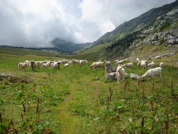Vallon de Marcieu