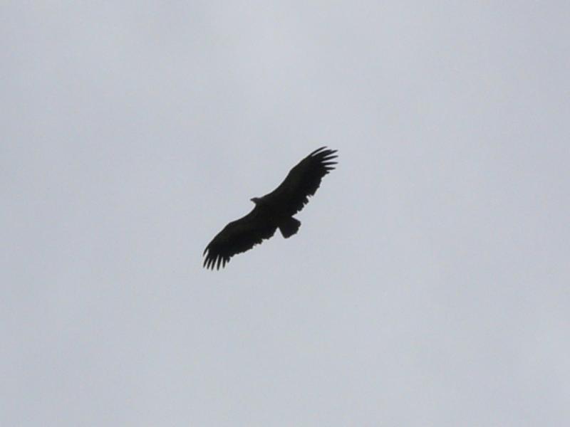 Vautour