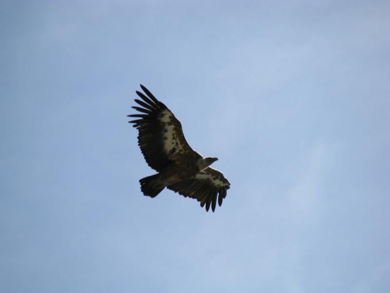 Vautour