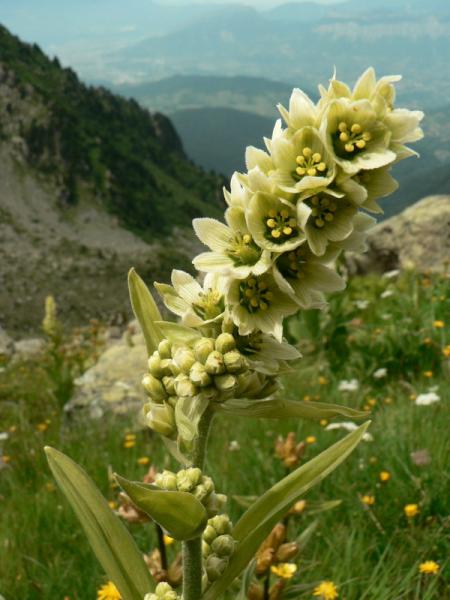 Vératre