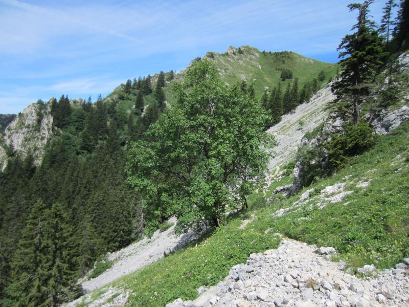 Vieux sentier au milieu des pierriers