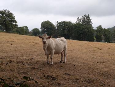 Danse avec les vaches