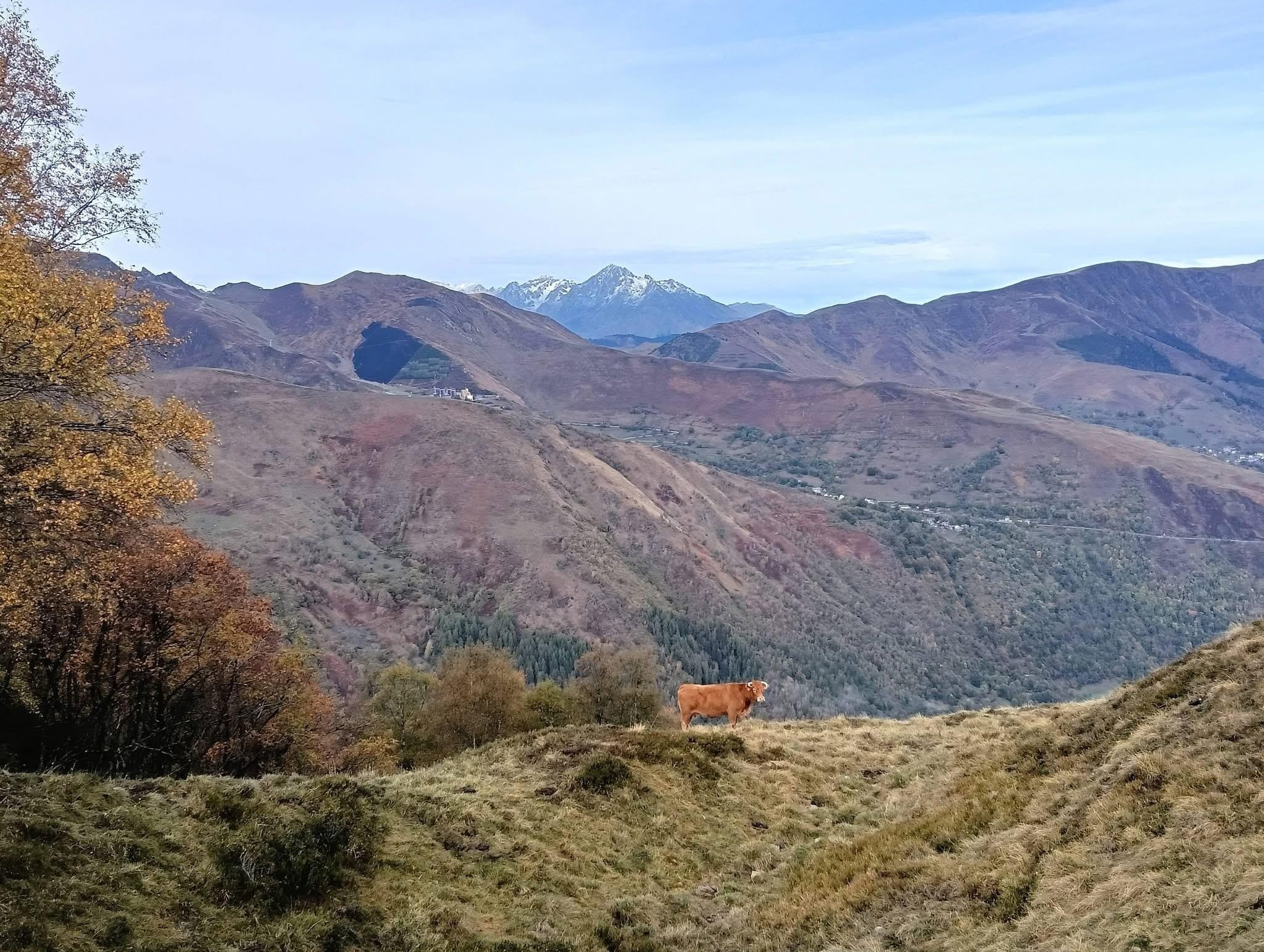 La vache et l’Arbizon 