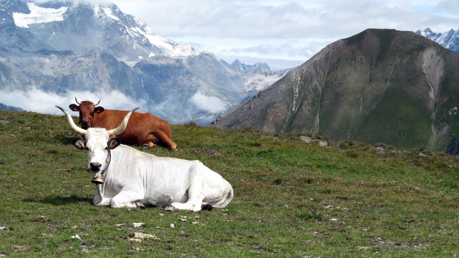 Vaches Italiennes