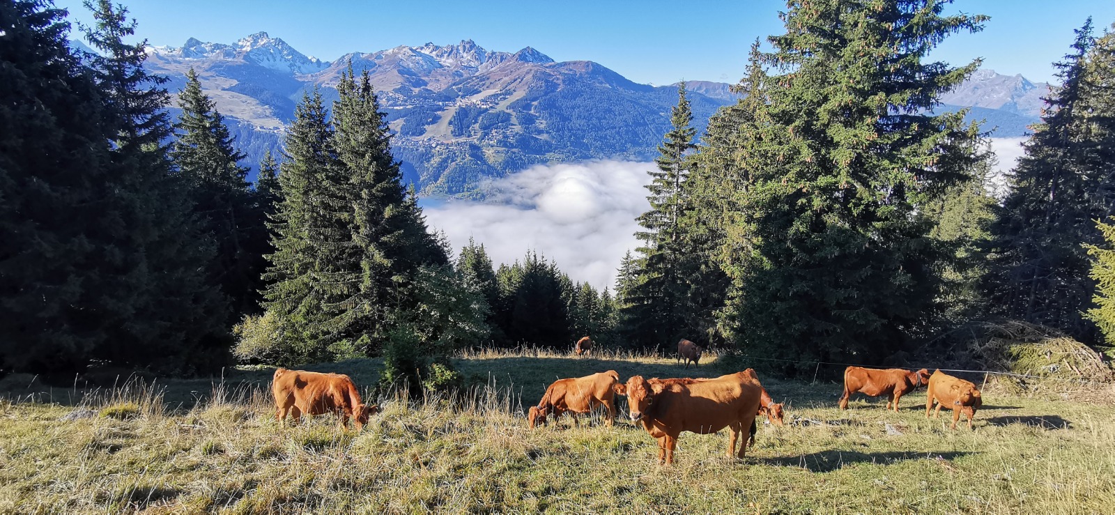 Vaches sous le dÃ©co de la Duy