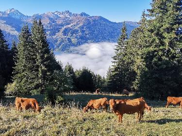 Vaches sous le dÃ©co de la Duy