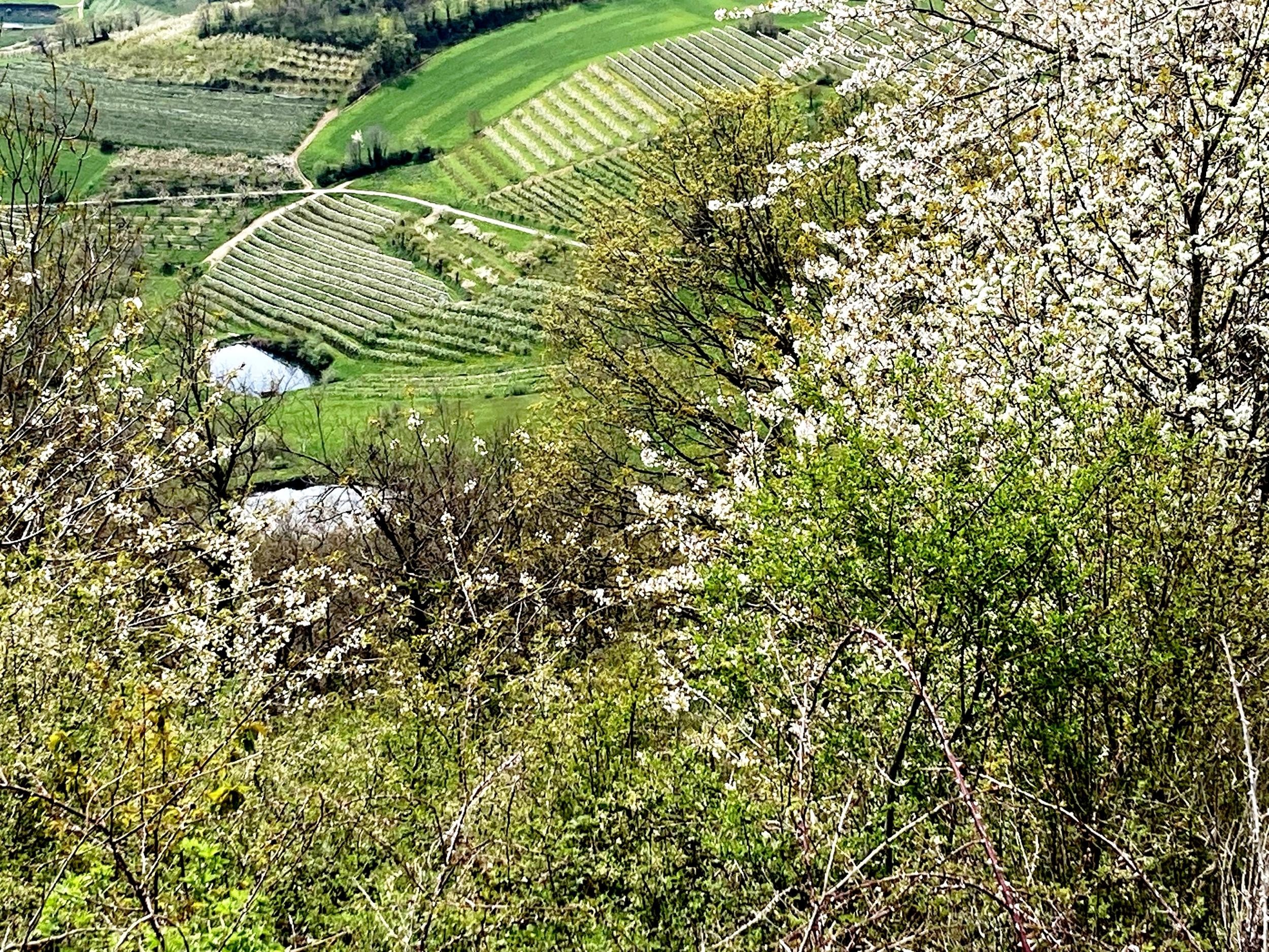 Vergers et retenues collinaires en contrebas