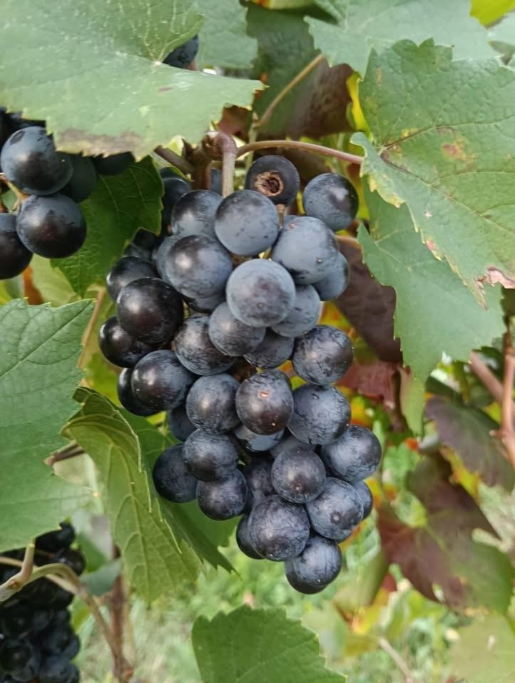 Vignes