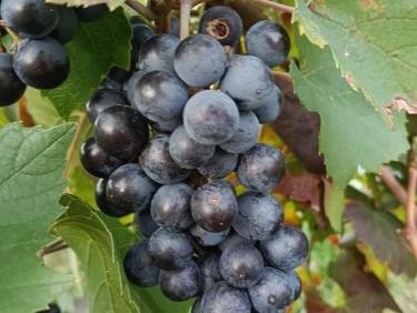 Vignes