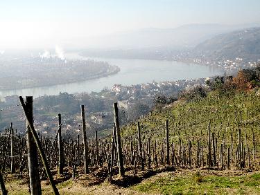 Vignoble de Condrieu sur les cÃ´teaux du RhÃ´ne