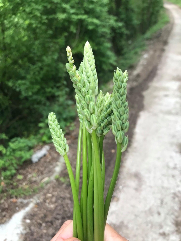 Asperges sauvages