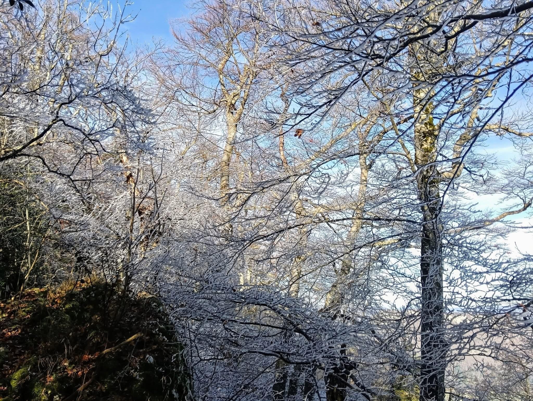 Le voile des Nonnes de Chalais 