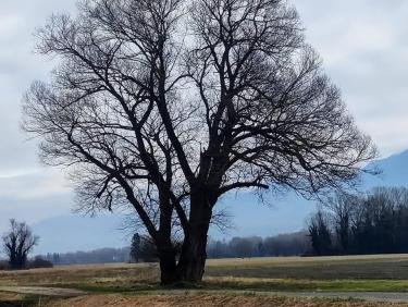 Vol avec les chamois