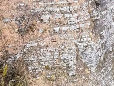 Vol avec les chamois