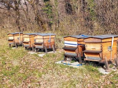 Walk on the wild side