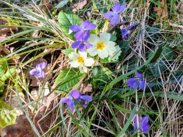 Walk on the wild side