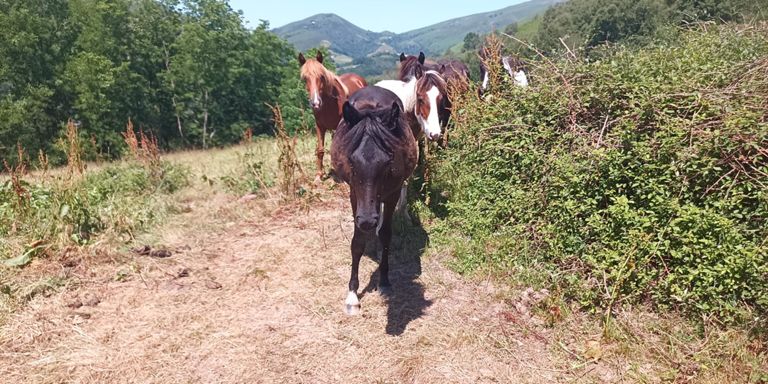 Randonnée dans l'après-midi à Bidarray