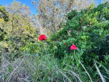 Balade l&apos;après-midi avec Thalie 🐕