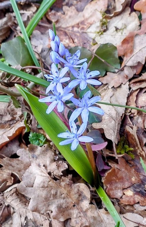 Montée au déco de Saint Maurice de Rotherens